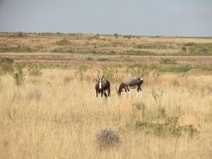 Bontebok NP