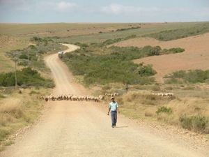 Van Swellendam naar 'De Hoop NR'