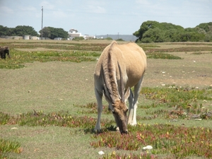 De Hoop NR
