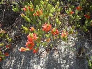 Zuid-Afrika bloemen