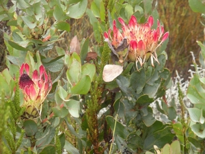 Zuid-Afrika bloemen