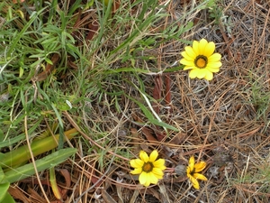 Zuid-Afrika bloemen