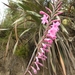 Zuid-Afrika bloemen