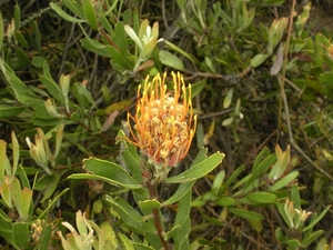 Zuid-Afrika bloemen