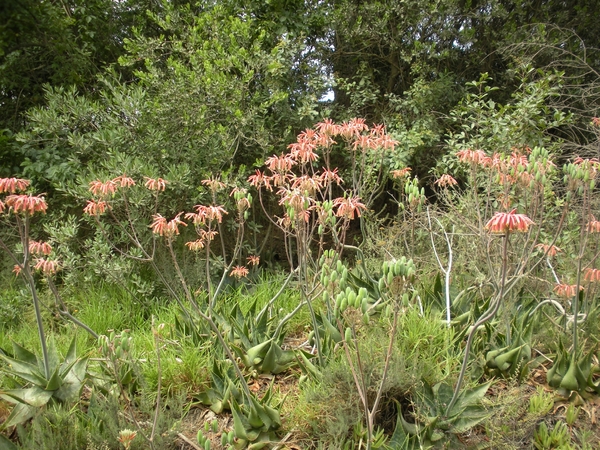 Zuid-Afrika bloemen