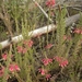 Zuid-Afrika bloemen