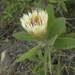 Zuid-Afrika bloemen