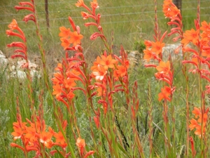 Zuid-Afrika bloemen