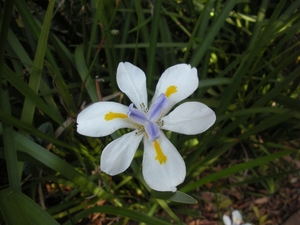 Zuid-Afrika bloemen