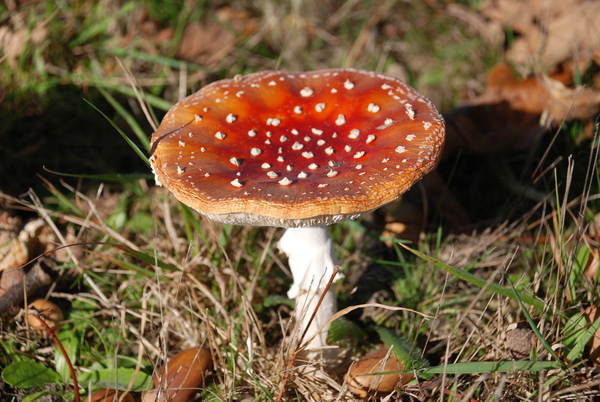 Afbeelding 085