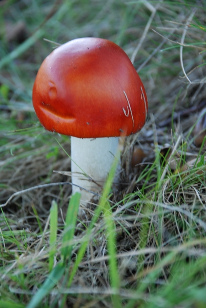 Afbeelding 093