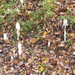 Schaduw en vocht  is paddestoelen