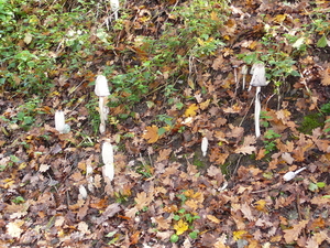 Schaduw en vocht  is paddestoelen