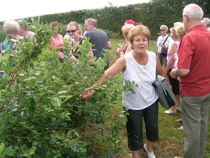 blauwe bessenplantage-gruitrode 065