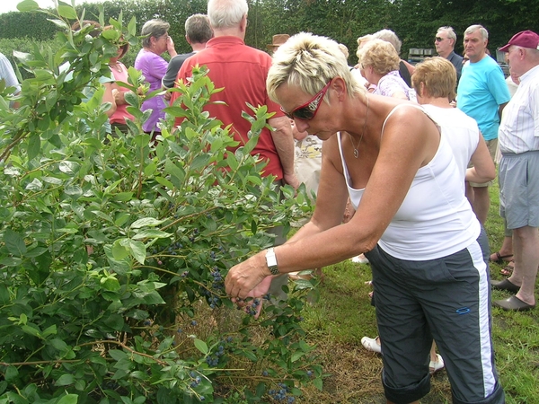 blauwe bessenplantage-gruitrode 067