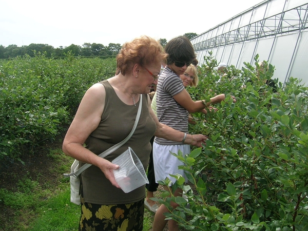 blauwe bessenplantage-gruitrode 081