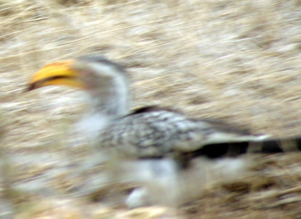 P9090081
