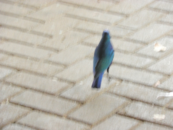 P9090092