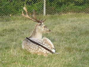 bevrijdingsrit Pan 003