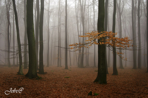 mist in bos kopiekopie