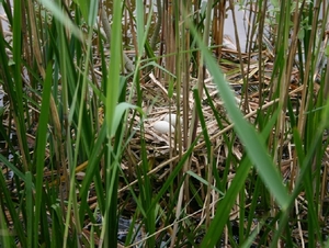 20080513 De Witte Bergen (12)