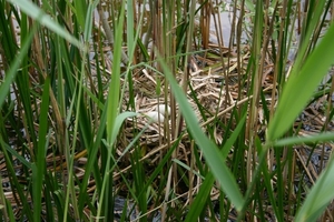 20080513 De Witte Bergen (55)