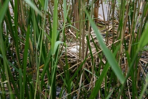 20080513 De Witte Bergen (56)