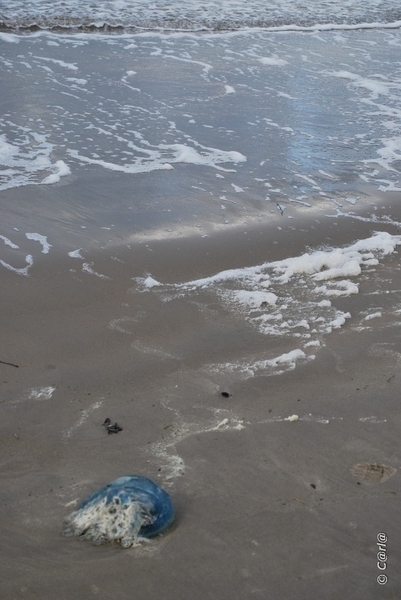 2009-11-05 Westende D1 (12)