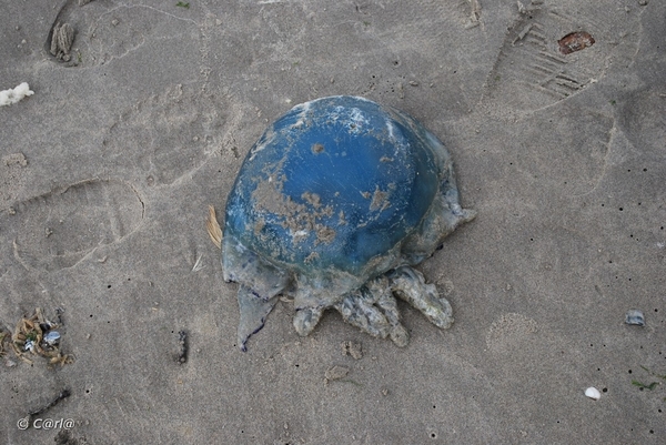 2009-11-05 Westende D1 (14)