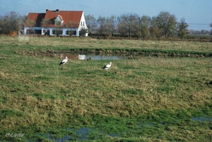 2009-11-08 WESTENDE Duinbergen (22)