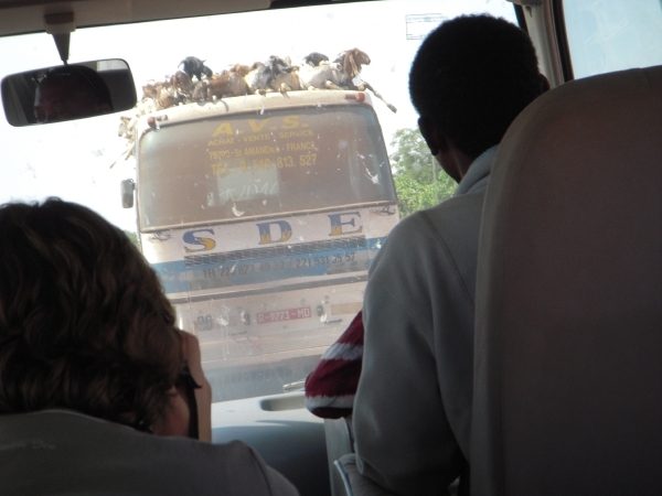 DSCN0348 Op weg naar Bamako: geiten op het dak van een bus!