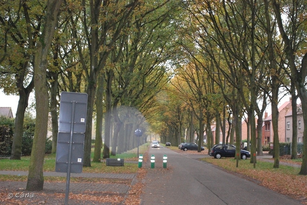 2009-11-03 Westerlo(6)