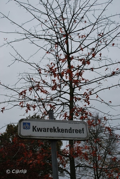 2009-11-03 Westerlo(62)