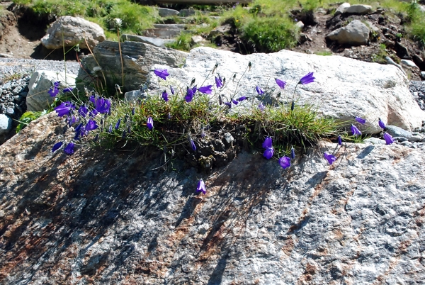 100 Silvretta see