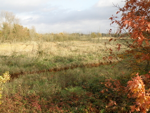Zammelsbroek 06