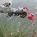 2009_10_31 039 Windsor Legoland - flamingo en nijlpaard in Lego (