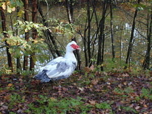 ATK Sint Job en zijn bewoners 2001