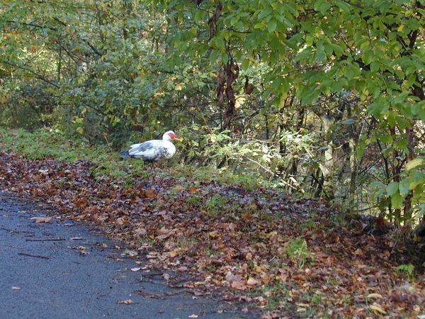 natuur wandelen atk sintjob