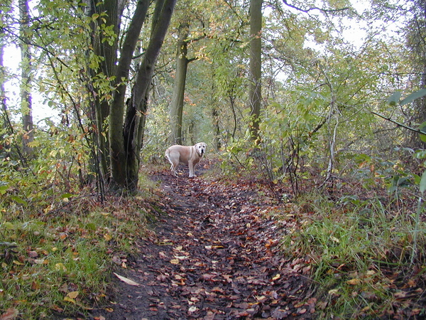 atk sintjob hond loebas