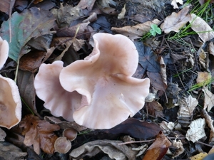 Mooie paddestoelen