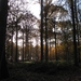 Wandeling Buggenhout Bos, Boskapel en Omgeving