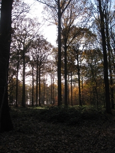 Wandeling Buggenhout Bos, Boskapel en Omgeving