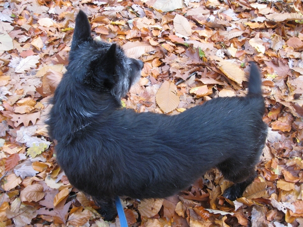 Tonka, mijn wandelmaatje vandaag.