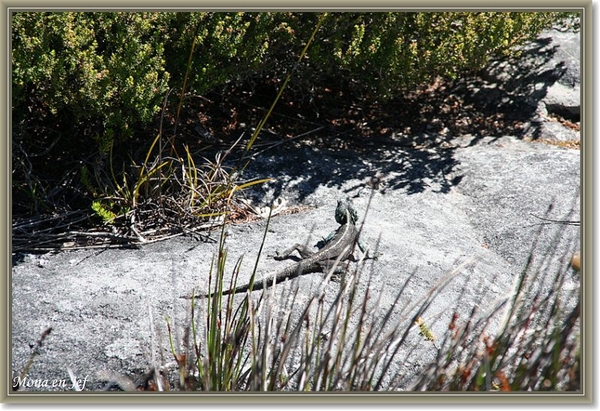 sizedzuid africa 017