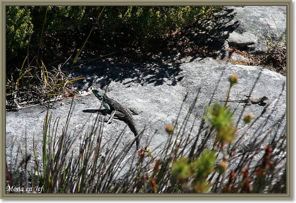 sizedzuid africa 018