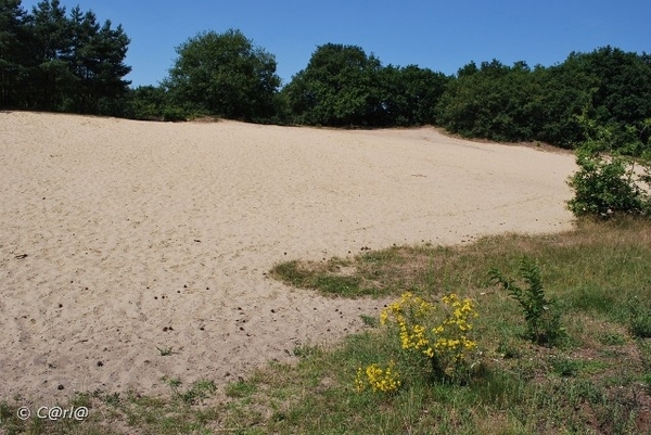 2009-08-06 Konijnenberg AM (12)