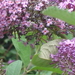 DSC00271