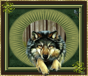 wolf