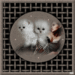 poes in cirkel