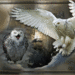 Snow Owl
